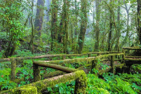 Doi intanoon national park — Photos